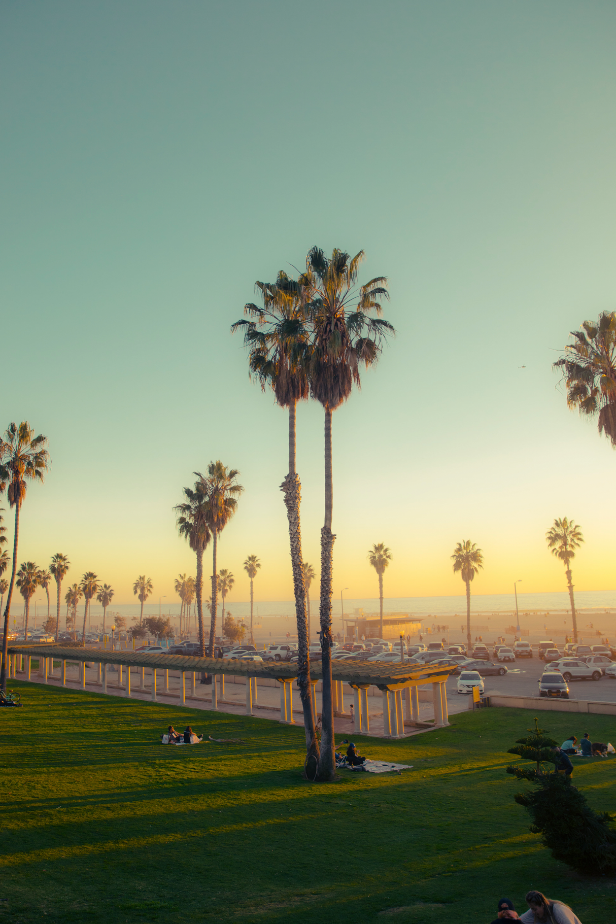 Cali Palms' Poster