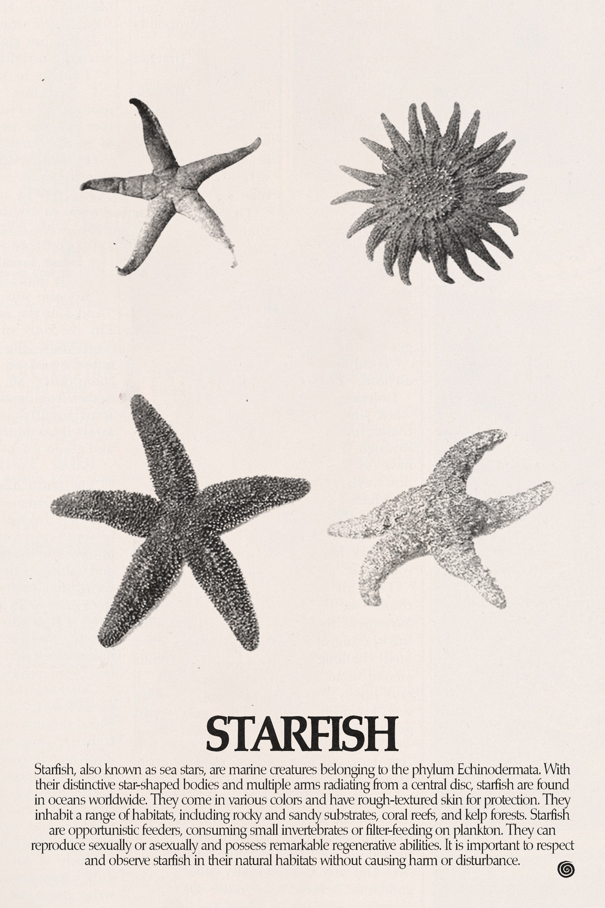 Starfish Poster