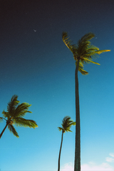 Palm Trees in the Wind' Poster