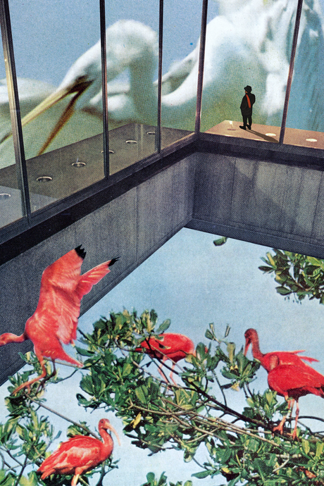 Stork' Collage Poster