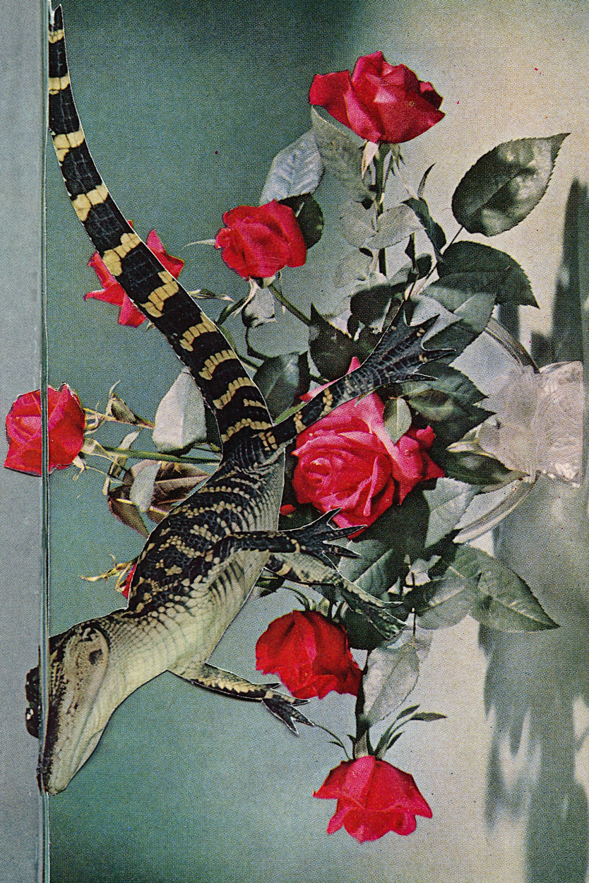 Floral Croc' Collage Poster