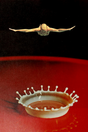 Dive' Collage Poster