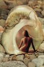 Sea Shell' Collage Poster