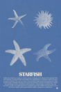 Starfish Poster V2