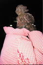 Young Thug 'Spider/P*NK' Poster